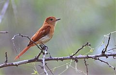 Rufous Casiornis